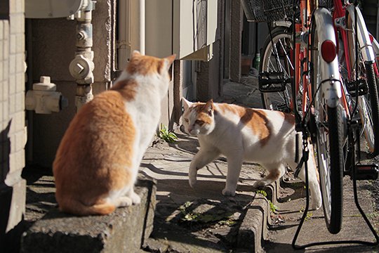 街のねこたち