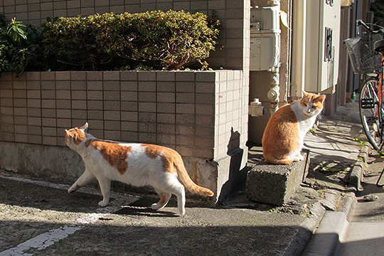 街のねこたち
