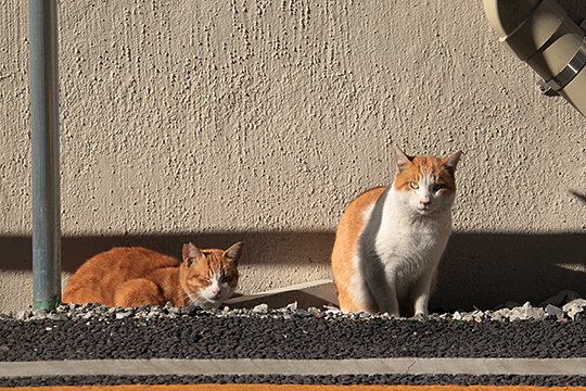 街のねこたち