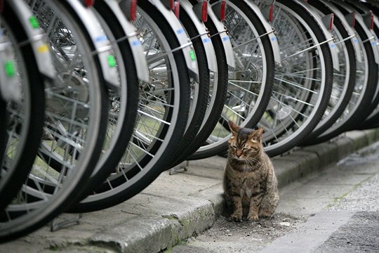 街のねこたち