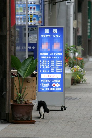 街のねこたち