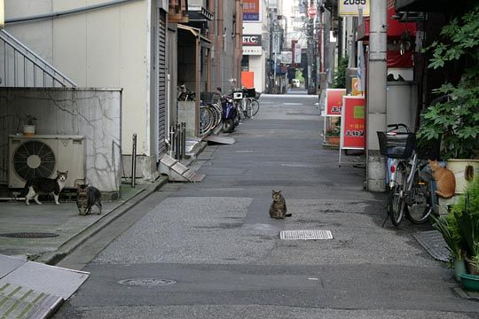 街のねこたち
