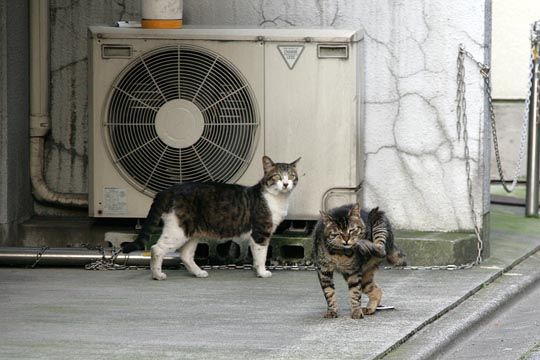 街のねこたち