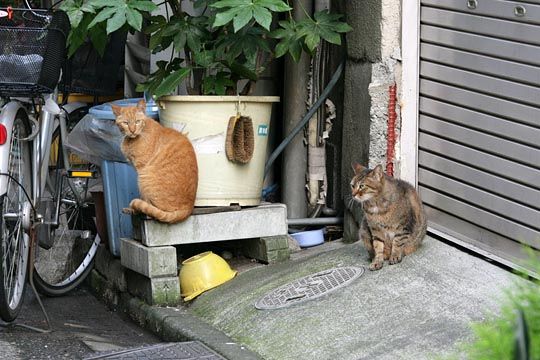 街のねこたち
