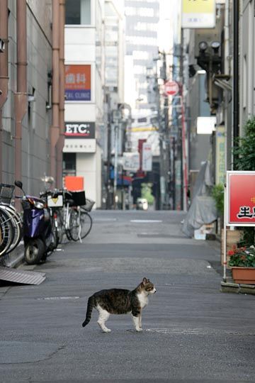 街のねこたち
