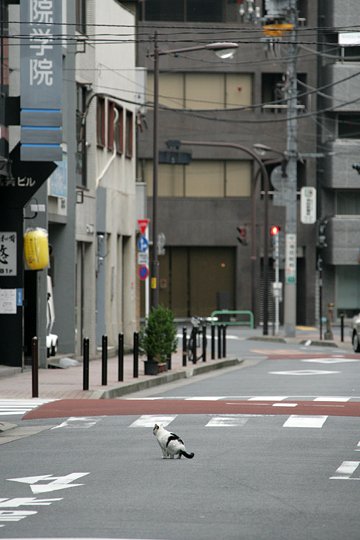 街のねこたち