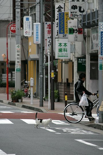 街のねこたち