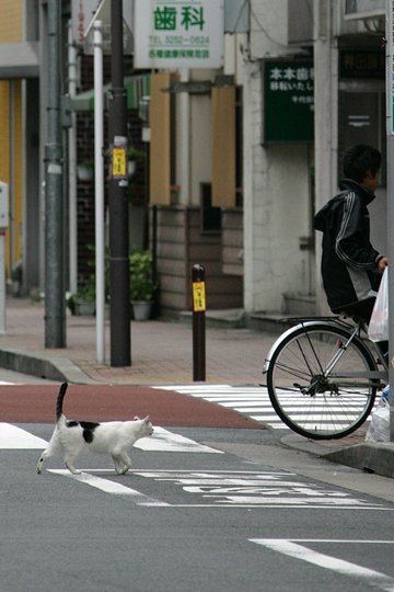 街のねこたち