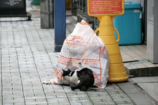 街のねこたち