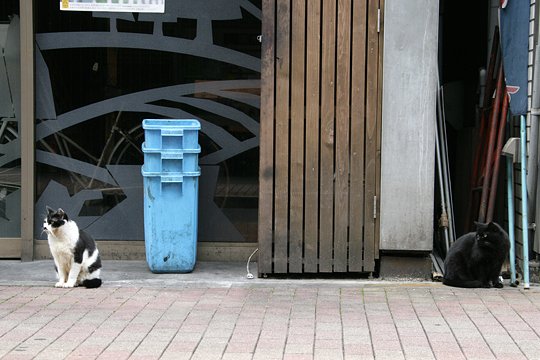 街のねこたち
