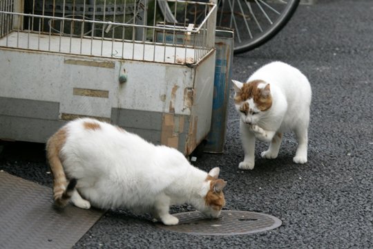街のねこたち