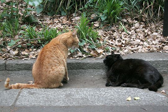 街のねこたち