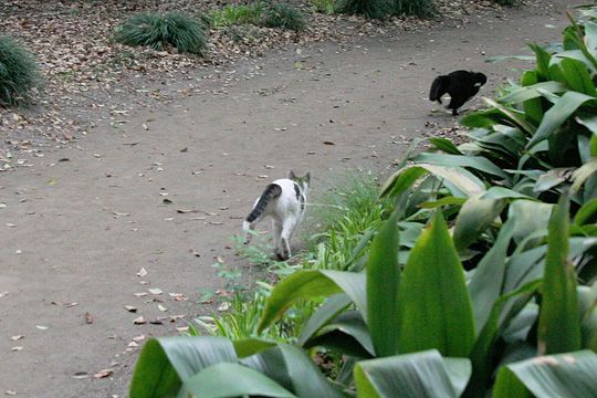 街のねこたち