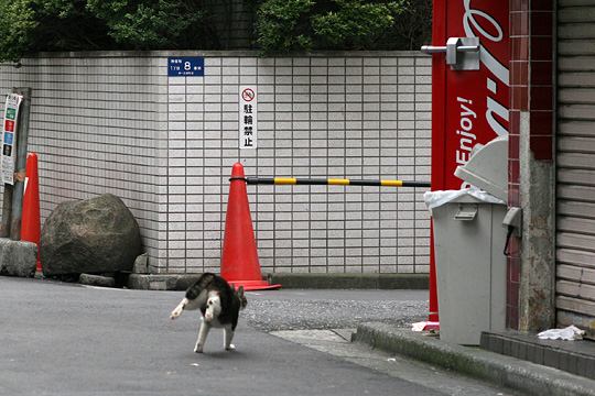 街のねこたち