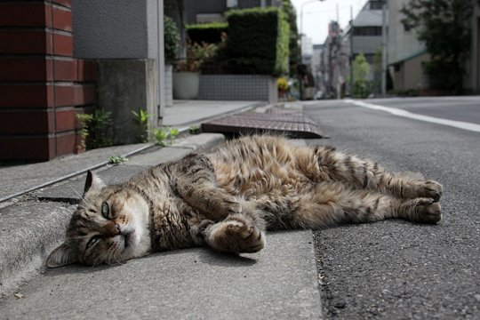 街のねこたち