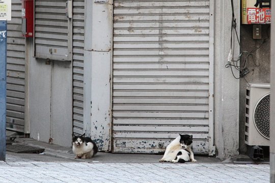 街のねこたち