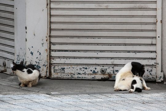 街のねこたち