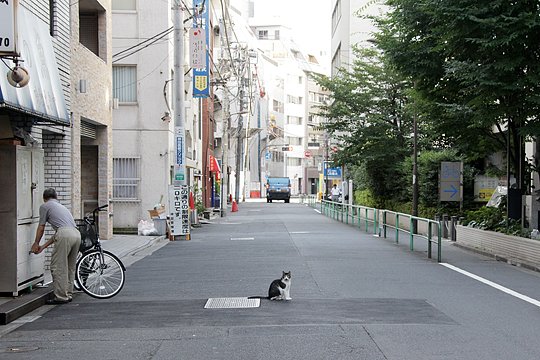 街のねこたち