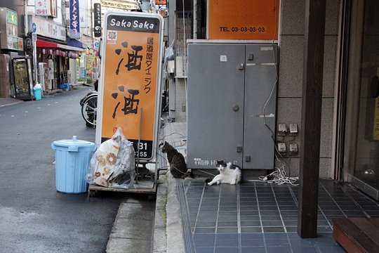 街のねこたち