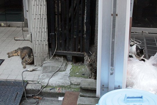 街のねこたち