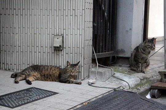 街のねこたち