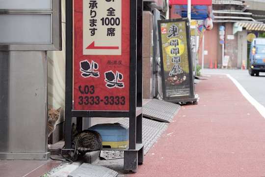 街のねこたち