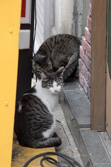 街のねこたち
