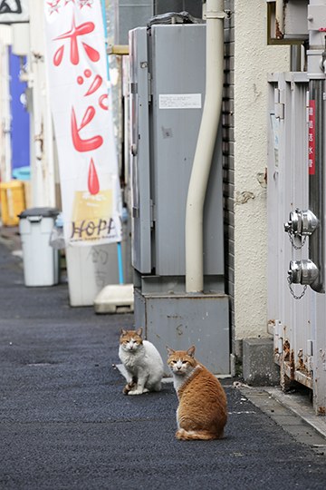 街のねこたち