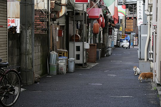 街のねこたち