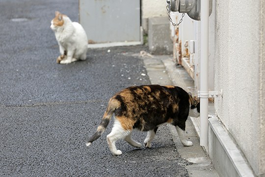街のねこたち