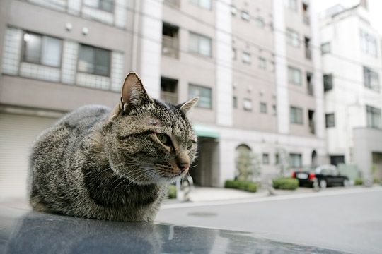街のねこたち