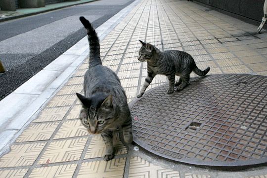街のねこたち