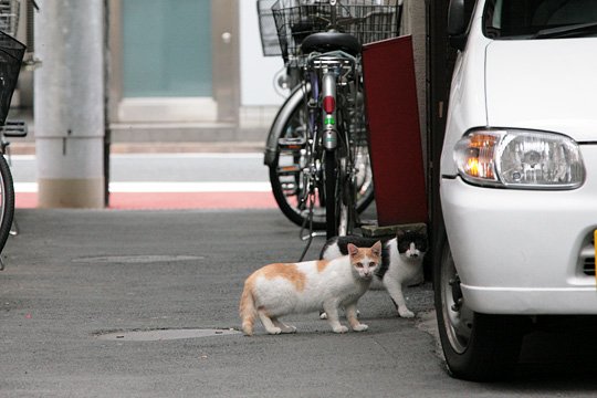 街のねこたち