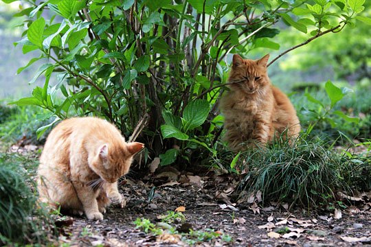 街のねこたち