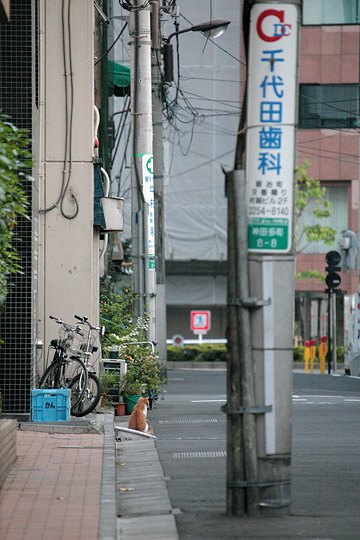 街のねこたち