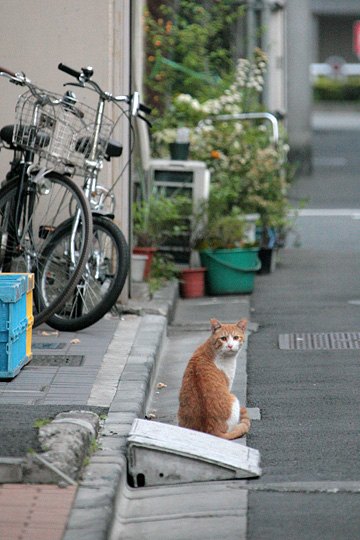 街のねこたち