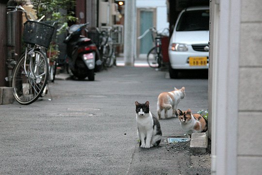 街のねこたち