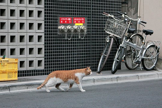 街のねこたち