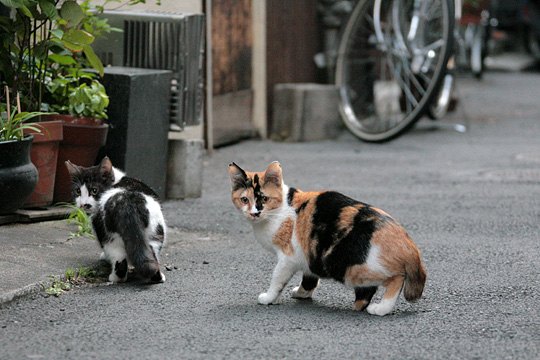 街のねこたち