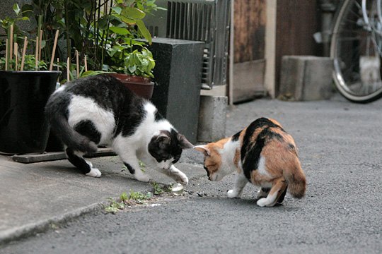 街のねこたち