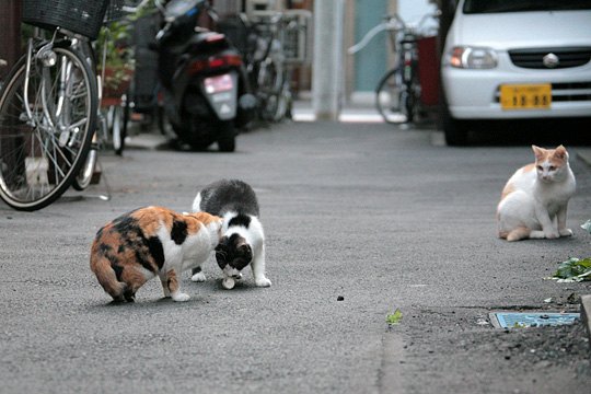 街のねこたち