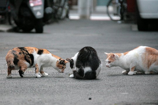街のねこたち