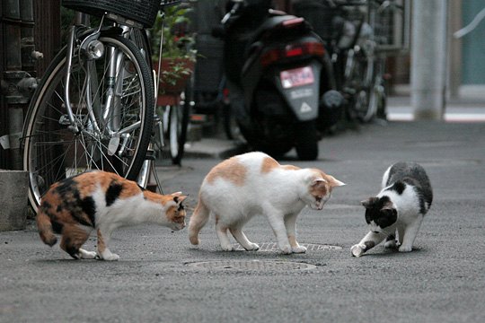 街のねこたち