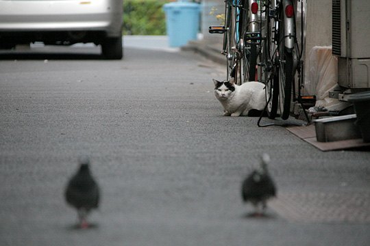街のねこたち