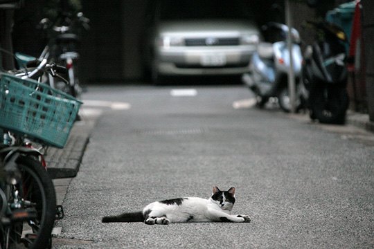 街のねこたち