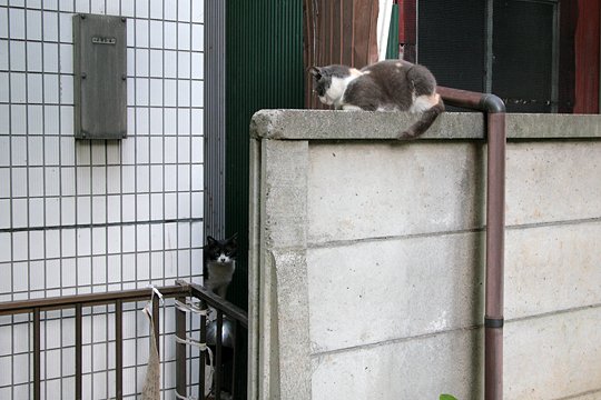 街のねこたち