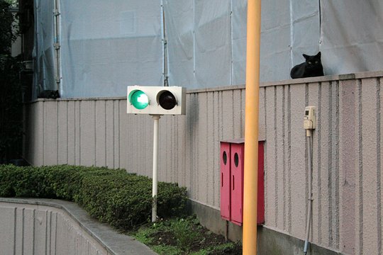 街のねこたち