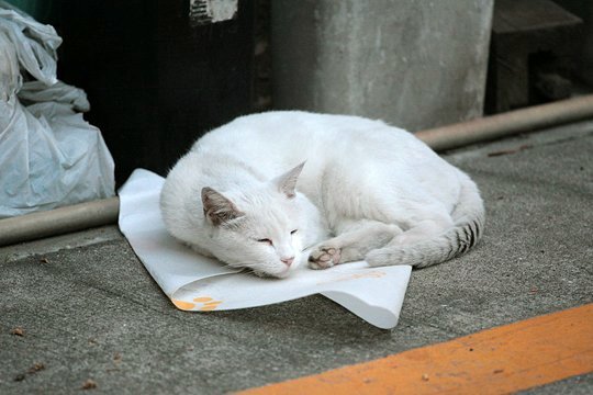 街のねこたち