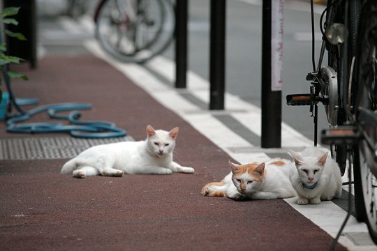 街のねこたち