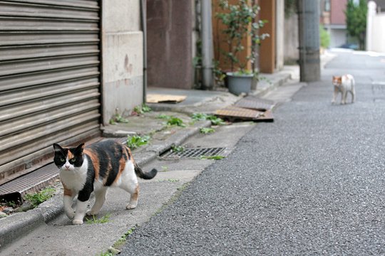 街のねこたち